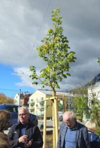 Bild der Sommerlinde vor dem Mädchenwohnheim / Jugendheim